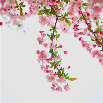 ayx体育在线登录下载手机版